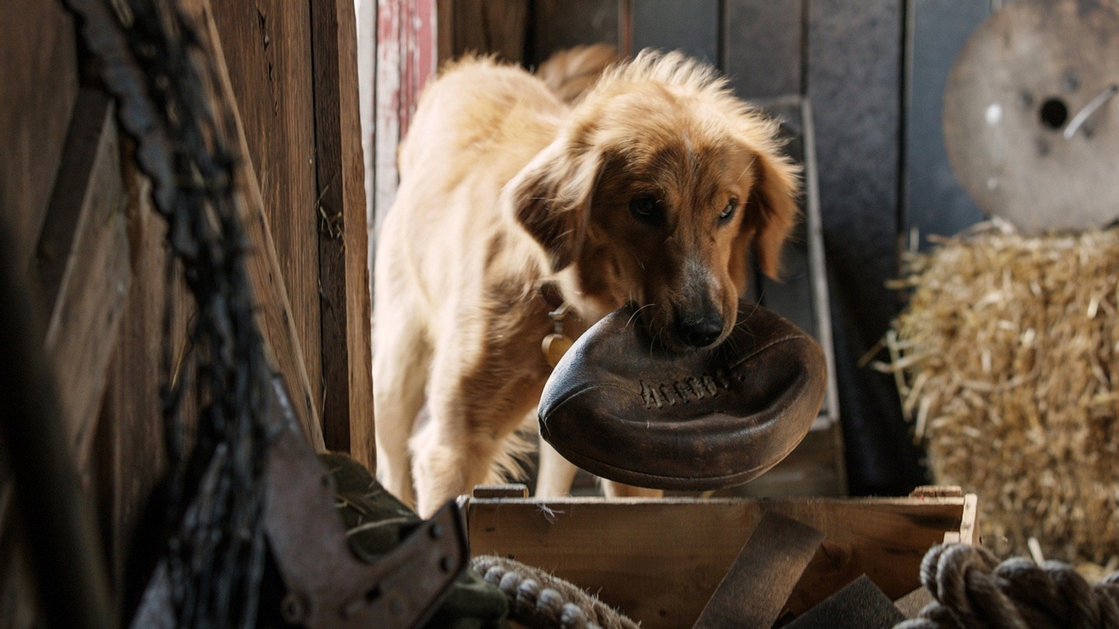 A Dog's Purpose